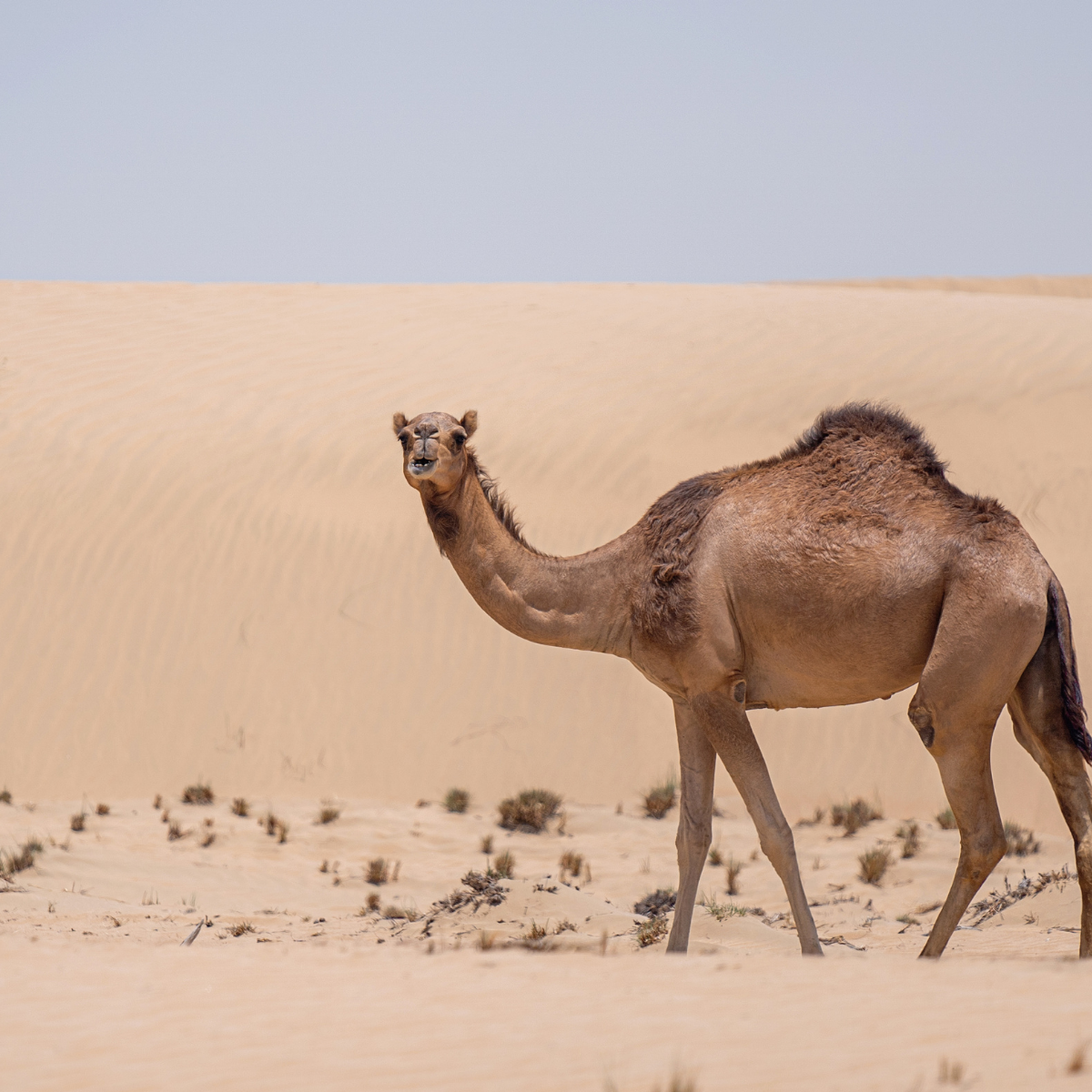 تخييم رأس السنة في السعودية - الصورة 7